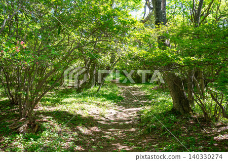 Walking in the fresh green Walking in the fresh green 140330274