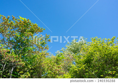 新鮮的綠樹和藍天 新鮮的綠樹和藍天 140330288