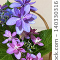 Hydrangea 140330316