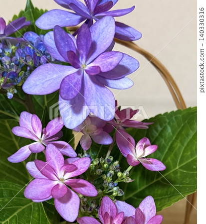 Hydrangea 140330316