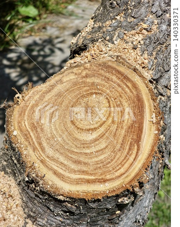 Fresh Apple Tree Cut Surface with Bark and Sawdust Fresh Apple Tree Cut Surface with Bark and Sawdust 140330371