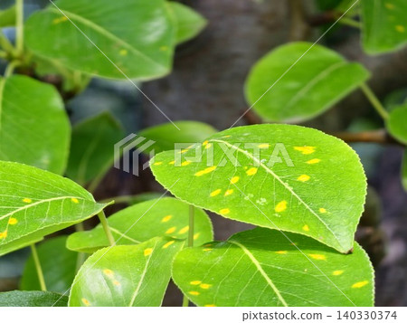 Cluster of Pear Leaves Affected by Pear Rust 140330374