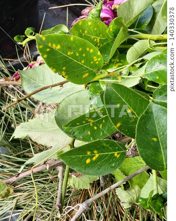 Pear Leaves with Early Symptoms of Pear Rust Disease Pear Leaves with Early Symptoms of Pear Rust Disease 140330378