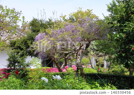 Refreshing wisteria blossoms Refreshing wisteria blossoms 140330456