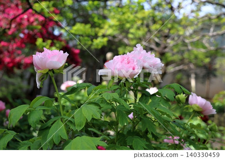 Springtime, lovely peonies in full bloom 140330459