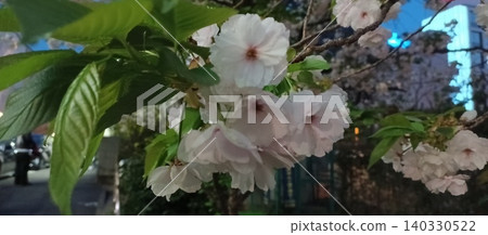 Scenery with cherry blossoms Scenery with cherry blossoms 140330522