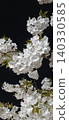 Night cherry blossoms that bloom at night 140330585