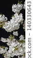 Illuminated cherry blossoms at night 140330643