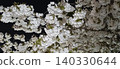 Cherry blossoms at night ~Light up~ 140330644