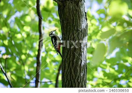 Great spotted woodpecker in the forest Great spotted woodpecker in the forest 140330650
