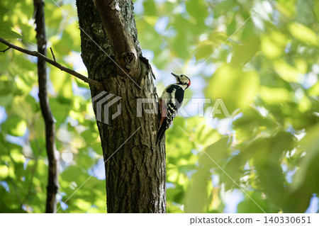 Great spotted woodpecker in the forest 140330651
