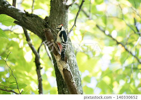 Great spotted woodpecker in the forest Great spotted woodpecker in the forest 140330652