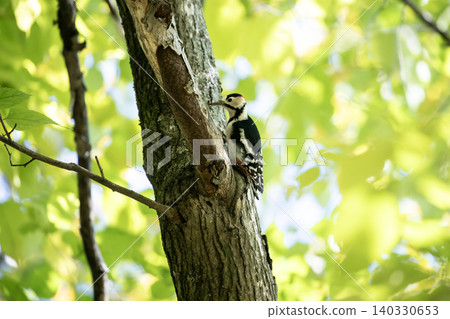 Great spotted woodpecker in the forest 140330653
