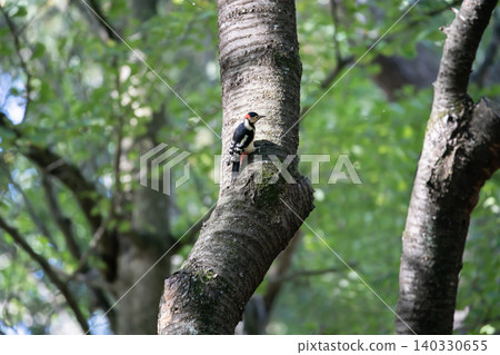 Great spotted woodpecker in the forest Great spotted woodpecker in the forest 140330655