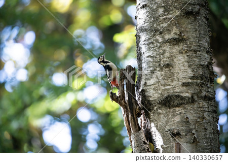 Great spotted woodpecker in the forest Great spotted woodpecker in the forest 140330657
