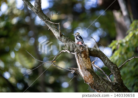 Great spotted woodpecker in the forest Great spotted woodpecker in the forest 140330658