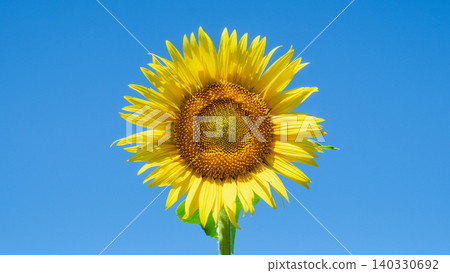 sunflower sunflower 140330692