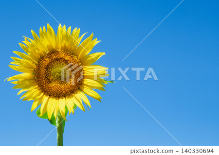 sunflower sunflower 140330694