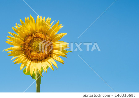sunflower sunflower 140330695