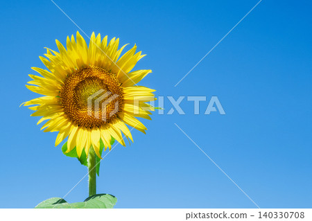 sunflower sunflower 140330708