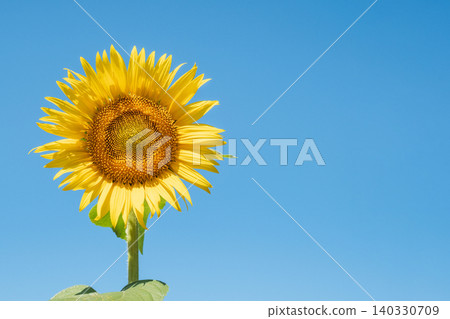 sunflower	 140330709