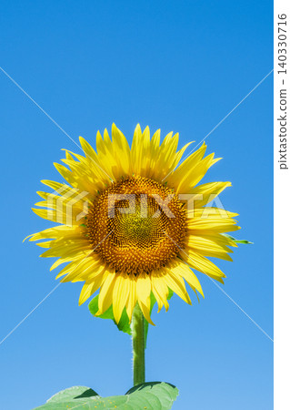 sunflower sunflower 140330716