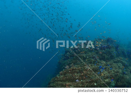 Many damselfish flocking to the coral reef 140330752