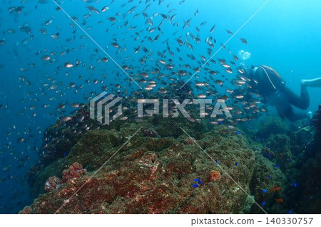 Many damselfish flocking to the coral reef Many damselfish flocking to the coral reef 140330757