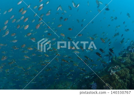 許多雀鯛湧向珊瑚礁 140330767