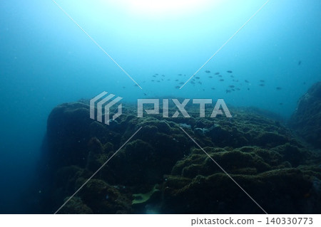 Many damselfish flocking to the coral reef Many damselfish flocking to the coral reef 140330773