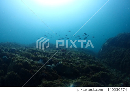Many damselfish flocking to the coral reef Many damselfish flocking to the coral reef 140330774