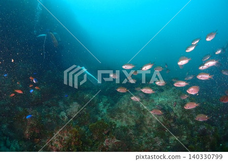 許多雀鯛湧向珊瑚礁 許多雀鯛湧向珊瑚礁 140330799