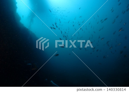 許多雀鯛湧向珊瑚礁 許多雀鯛湧向珊瑚礁 140330814