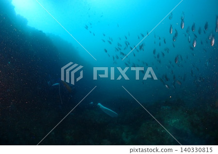 許多雀鯛湧向珊瑚礁 許多雀鯛湧向珊瑚礁 140330815