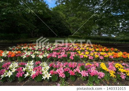 百合花 140331015