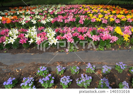 Lily of flowers 140331016