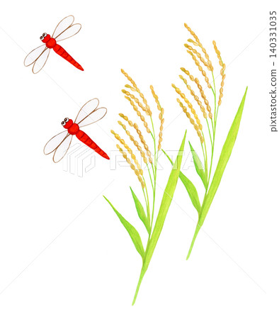 Hand-painted watercolor illustration of rice stalks and a red dragonfly Hand-painted watercolor illustration of rice stalks and a red dragonfly 140331035