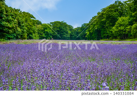 群馬縣丹原薰衣草公園 群馬縣丹原薰衣草公園 140331084