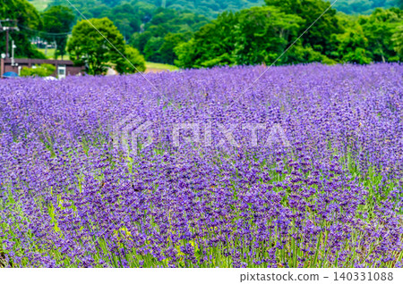 Gunma Tambara Lavender Park 140331088