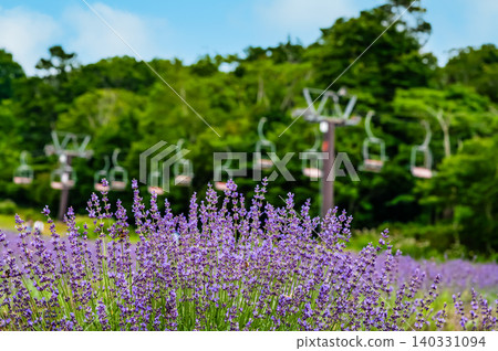 Gunma Tambara Lavender Park 140331094