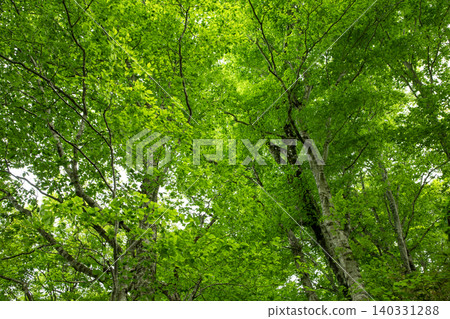 Beech forest at the northern limit Beech forest at the northern limit 140331288