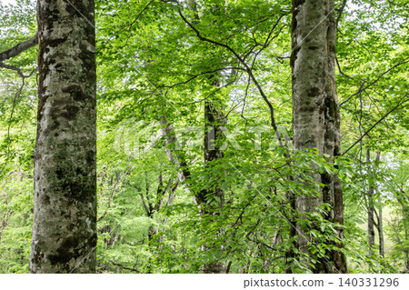 Beech forest at the northern limit Beech forest at the northern limit 140331296