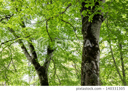 Beech forest at the northern limit Beech forest at the northern limit 140331305