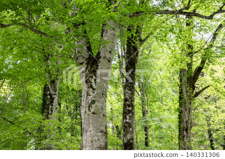 Beech forest at the northern limit Beech forest at the northern limit 140331306