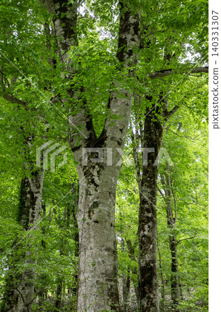 Beech forest at the northern limit Beech forest at the northern limit 140331307
