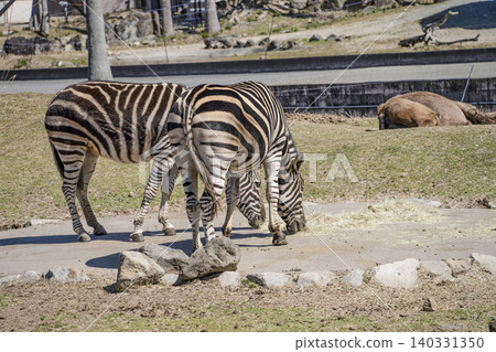 Chapman zebra 140331350