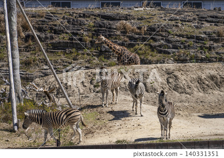 Chapman zebra 140331351