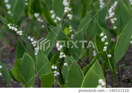 Lily of the valley 140331520
