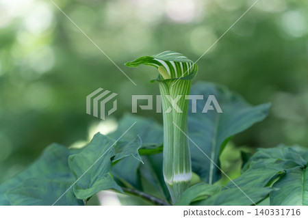 Mamshitsa 140331716