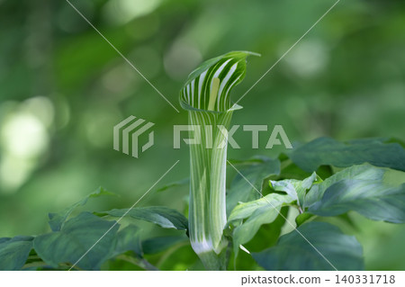 Mamshitsa Mamshitsa 140331718